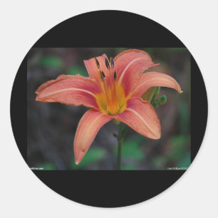 Sticker Rond Lovely Tawny Daylily Vêtements et cadeaux