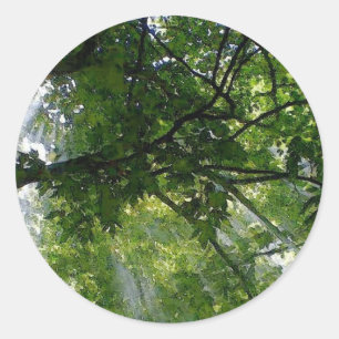 Sticker Rond Lumière Solaire À Travers Les Arbres
