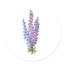 Lupins de Nouvelle-Écosse