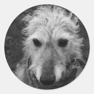 Sticker Rond Lurcher