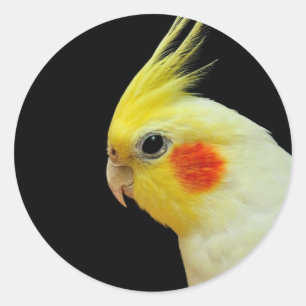 Sticker Rond Lutino Cockatiel