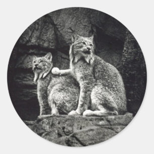 Sticker Rond Lynx