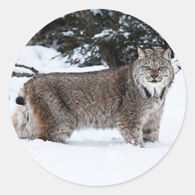 Sticker Rond Lynx canadienne dans la neige (Devant)