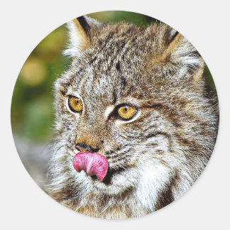 Sticker Rond Lynx du Canada - Licking his Chops