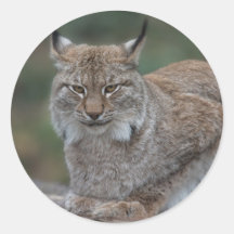 Lynx Vous Regarde
