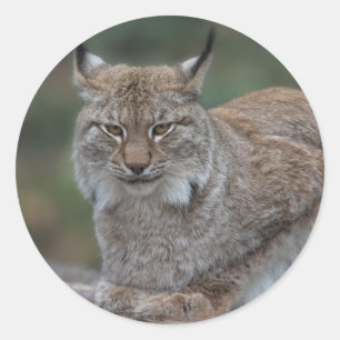 Sticker Rond Lynx Vous Regarde