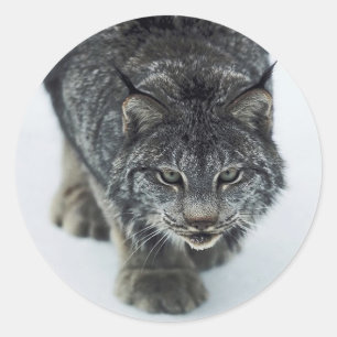 Sticker Rond Lynx Winter