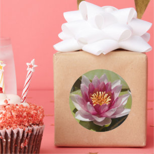 Sticker Rond Lys d'eau rose