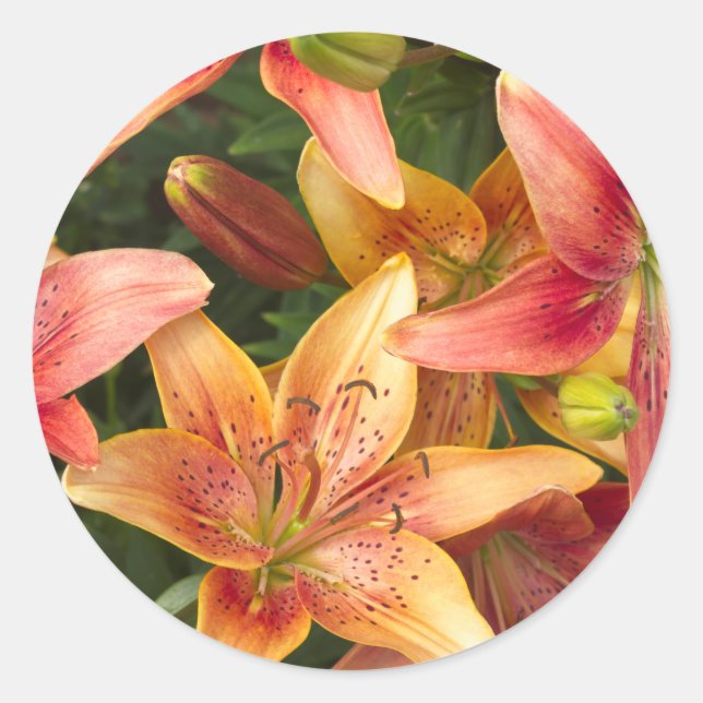 Sticker Rond Lys du jardin (Devant)