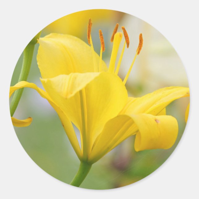 Sticker Rond Lys jaunes (Devant)