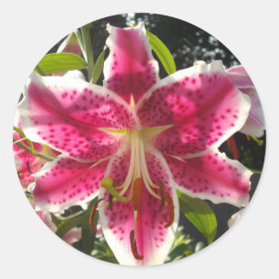 Sticker Rond Lys roses fleurs tropicales roses rose