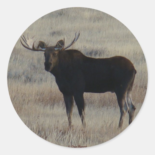 Sticker Rond M4 Orignal (Devant)