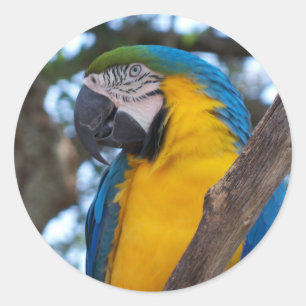 Sticker Rond Macao tropical jaune vert et bleu