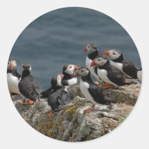 Sticker Rond Macareux