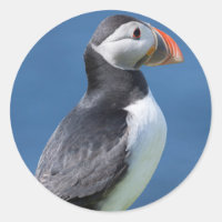 Macareux Atlantique (Fratercula Arctica) Sur Une F