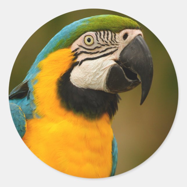 Sticker Rond macaw (Devant)