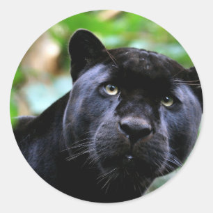 Sticker Rond Macro Black Panther