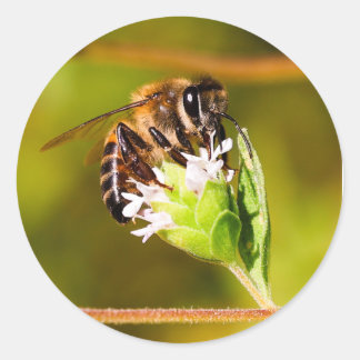 Sticker Rond Macro photo d'une abeille