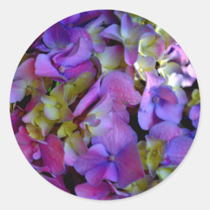 Sticker Rond Magenta Purple bleu jaune Hydrangeas fleurs