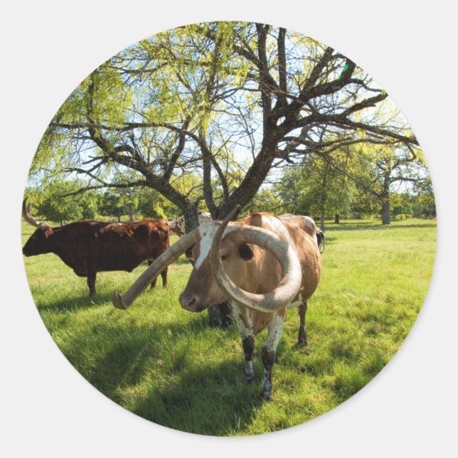 Sticker Rond Magnifique Texas Longhorn Cattle (Devant)