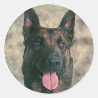 Malinois - Berger belge -Mechelaar -Maligator