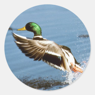 Sticker Rond Mallard Duck
