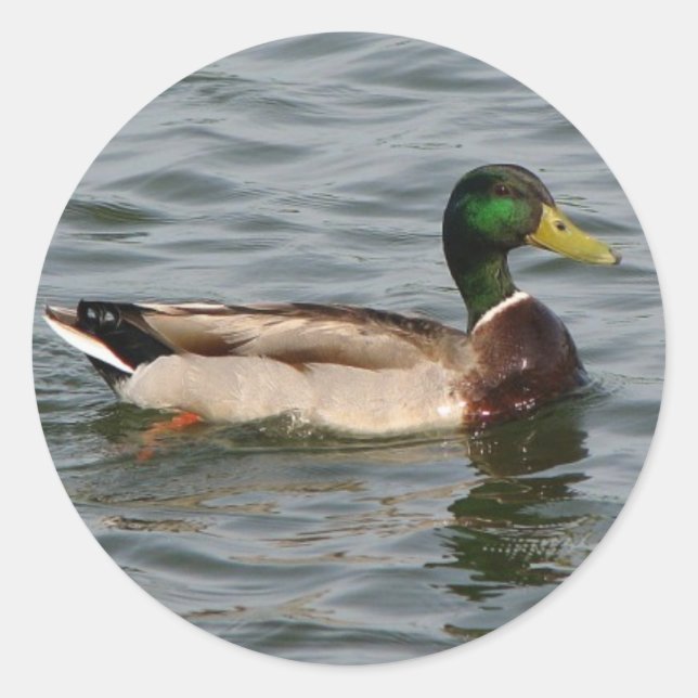 Sticker Rond Mallard Duck (Devant)