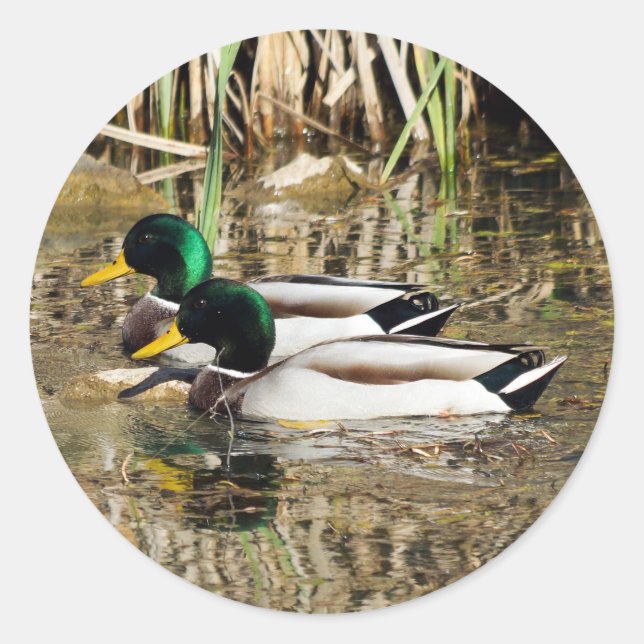 Sticker rond Mallard Ducks (Devant)