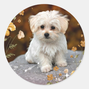 Sticker Rond Maltese Puppy, oh si mignon,