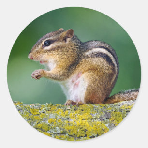 Sticker Rond Maman Tamia