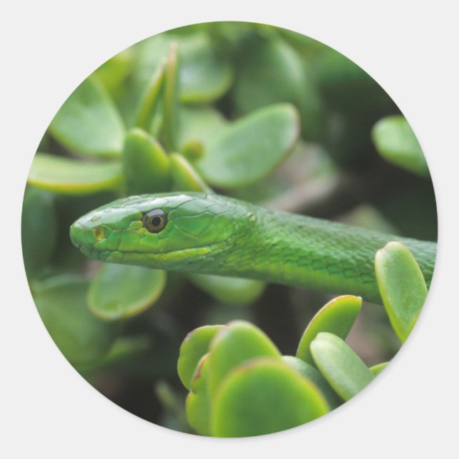 Sticker Rond Mamba vert de l'Est (Dendroaspis Angusticeps) (Devant)