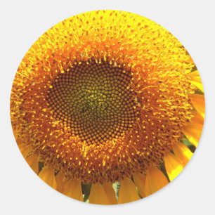 Sticker Rond Mammifère jaune géant Tournesol