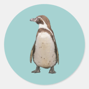 Sticker Rond Manchot