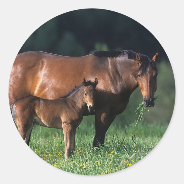 Sticker Rond Mare et Foie de Thoroughbred 1 (Devant)