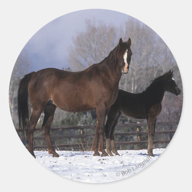 Sticker Rond Mare et poulain arabe en neige (Devant)