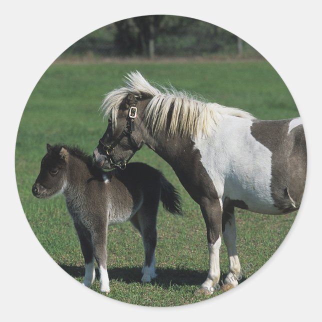Sticker Rond Mare miniature et pied de poulain (Devant)