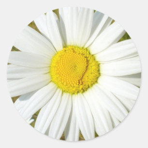 Sticker Rond Marguerite blanche