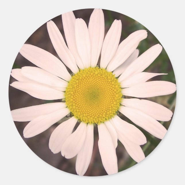 Sticker Rond Marguerite des prés (Devant)