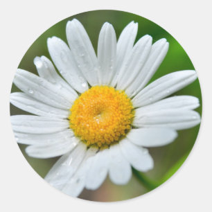 Sticker Rond Marguerite-fleur sauvage426 FLEUR SAUVAGE DAISY SP