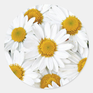Sticker Rond Marguerites