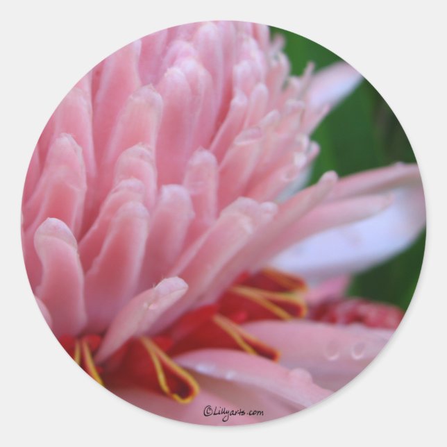 Sticker Rond Mariage de gingembre de Torche rose (Devant)