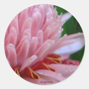 Sticker Rond Mariage de gingembre de Torche rose