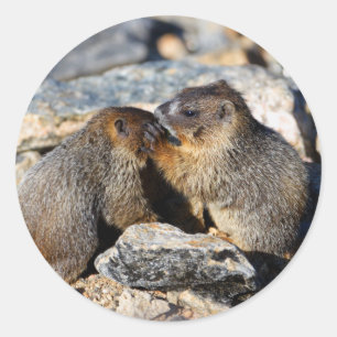Sticker Rond marmotte