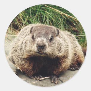 Sticker Rond Marmotte