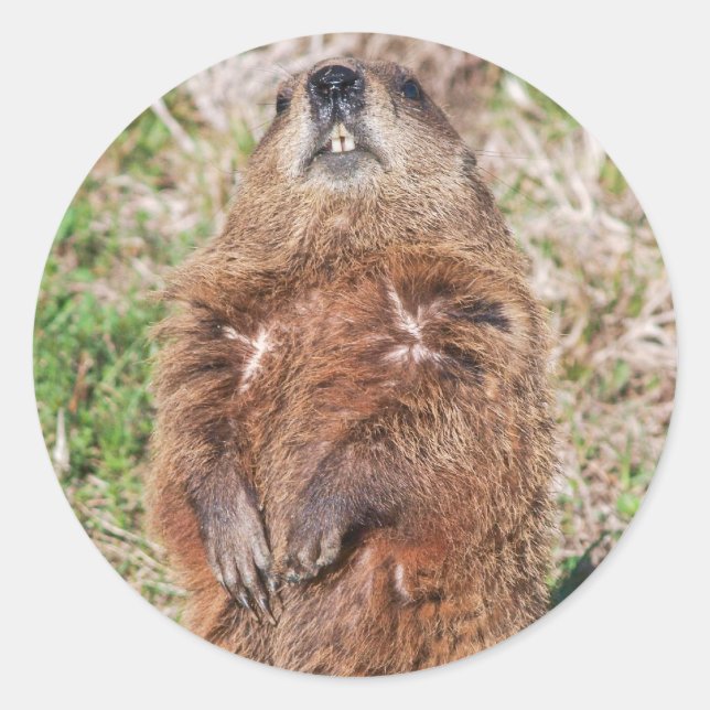 Sticker Rond Marmotte (Devant)