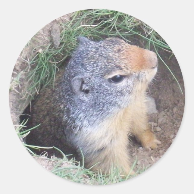 Sticker Rond Marmotte (Devant)
