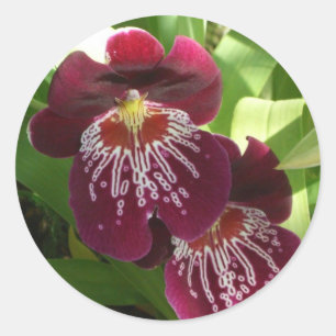 Sticker Rond Maroon Orchids II