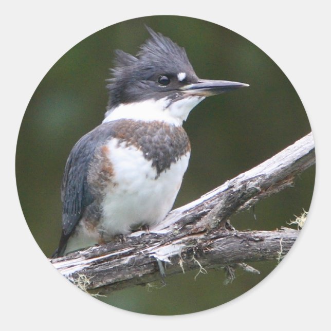 Sticker Rond martin pêcheur (Devant)