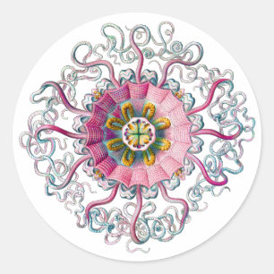 Sticker Rond Méduse de la Couronne ou du Casque