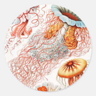 Sticker Rond Méduse, Discomedusae par Ernst Haeckel